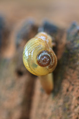 Image showing snail in forest 