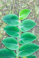 Image showing Small leaves plant climbing on the tree