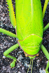 Image showing grasshopper macro on stone