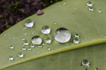 Image showing  green leaf with drops of water 