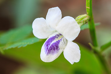 Image showing beautiful wild flower in forest