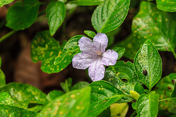 Image showing beautiful wild flower in forest