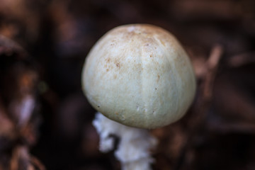 Image showing mushrooms growing in the forest