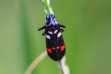 Image showing  insect in nature background