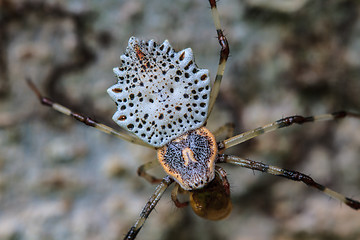 Image showing white spider is staying in web  