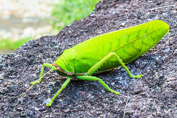 Image showing grasshopper macro on stone