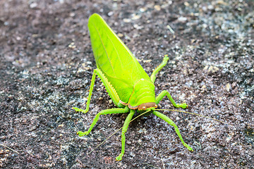 Image showing grasshopper macro on stone