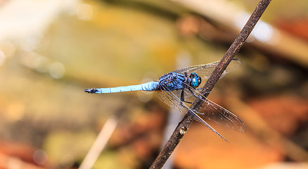 Image showing dragonfly on plant