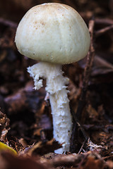 Image showing mushrooms growing in the forest