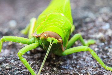 Image showing grasshopper macro on stone