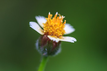 Image showing beautiful wild flower in forest