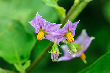 Image showing Flower of eggplant 