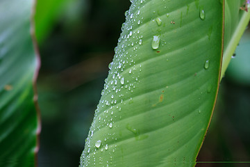 Image showing  green leaf with drops of water 