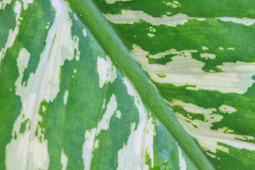 Image showing Abstract green leaf texture for background 