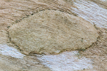 Image showing texture of bark wood