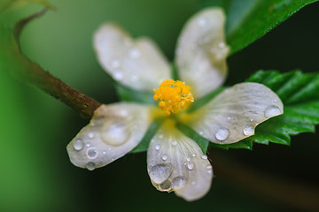 Image showing beautiful wild flower in forest