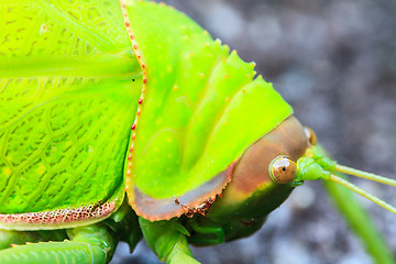 Image showing grasshopper macro on stone