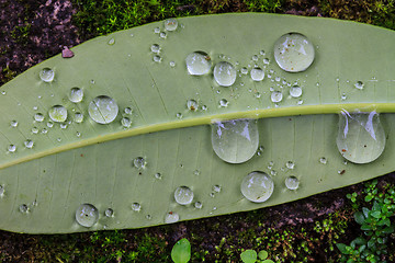 Image showing  green leaf with drops of water 