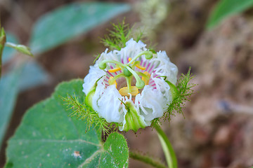 Image showing flower from Thailand, Passiflora foetida, Fetid passionflower, S