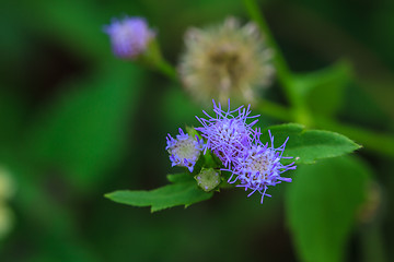 Image showing beautiful wild flower in forest
