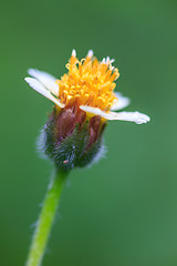 Image showing beautiful wild flower in forest