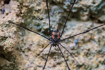 Image showing Harvestman spider or daddy longlegs