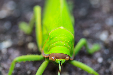Image showing grasshopper macro on stone