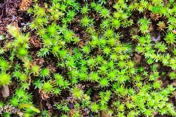 Image showing  green moss in forest 