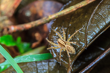 Image showing spider in forest