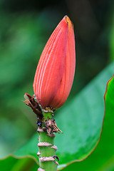 Image showing Banana Ornamental, flower of banana 