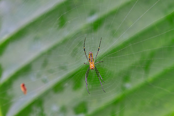 Image showing spider in forest