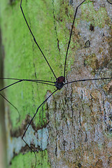 Image showing Harvestman spider or daddy longlegs