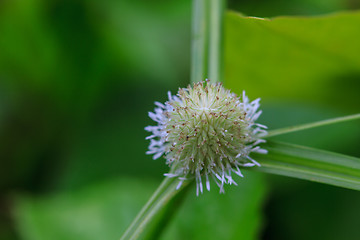 Image showing beautiful wild flower in forest