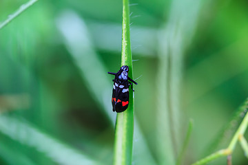 Image showing  insect in nature background