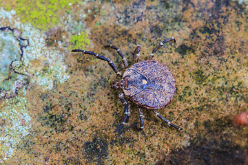 Image showing Parasite tick on ground