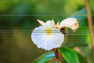 Image showing  Costus speciosus in garden