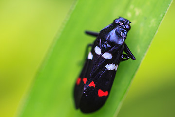 Image showing  insect in nature background