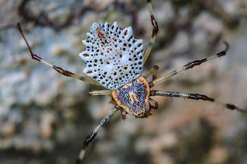 Image showing white spider is staying in web  