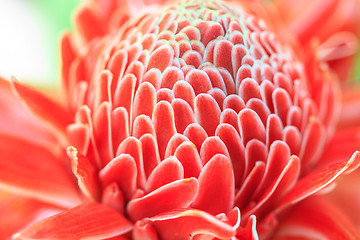 Image showing Etlingera Elatior or Red Torch Ginger