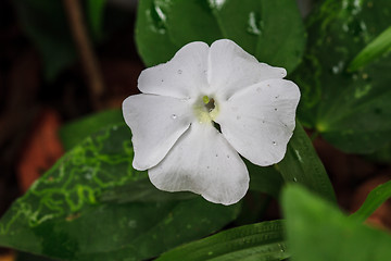 Image showing beautiful wild flower in forest