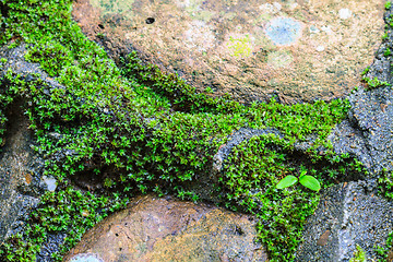 Image showing green moss on stone