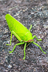 Image showing grasshopper macro on stone