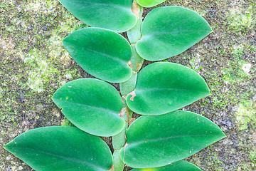 Image showing Small leaves plant climbing on the tree