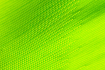 Image showing Bird's nest fern leaf 