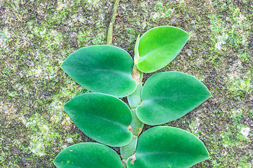 Image showing Small leaves plant climbing on the tree