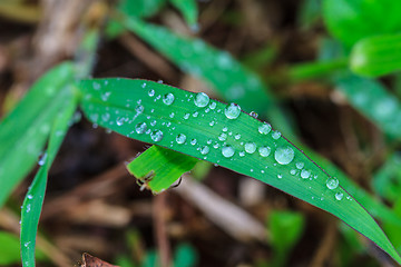 Image showing  green leaf with drops of water 