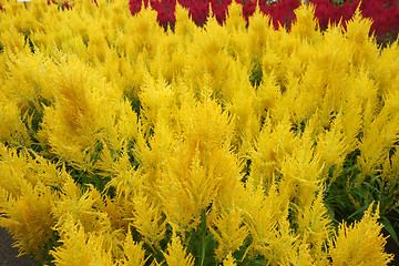 Image showing Celosia argentea blossom