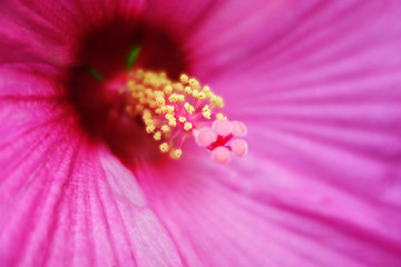 Image showing Hibiscus flower pollen