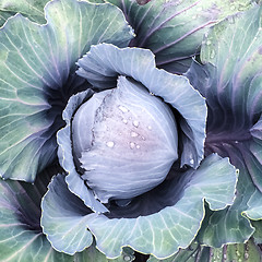 Image showing Blue cabbage in raindrops