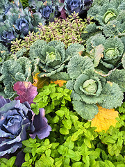 Image showing Colorful summer vegetable garden
